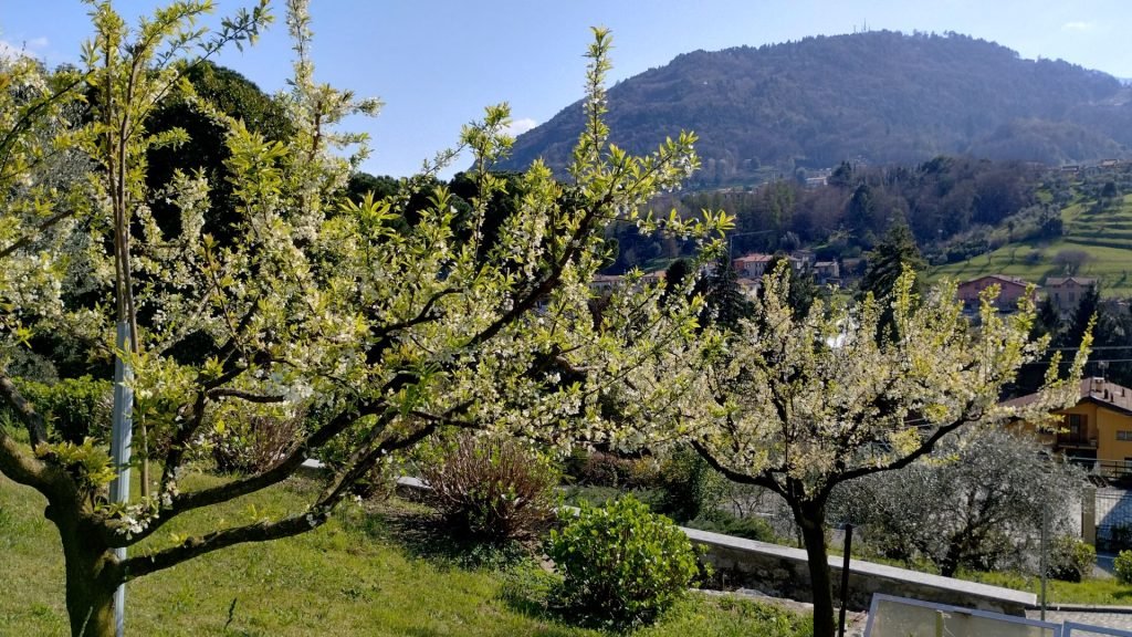 Alberi in Fiore