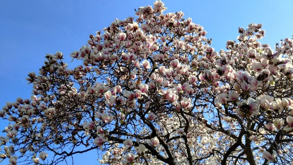 Albero in Fiore 1