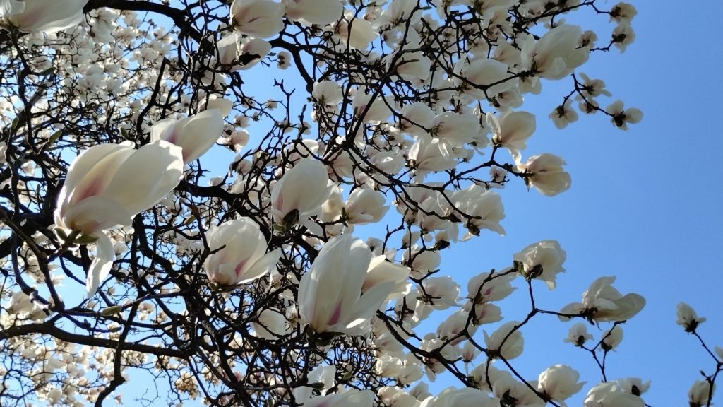 Albero in Fiore