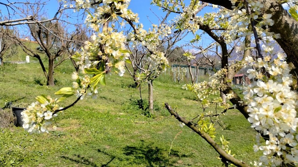 Giardino