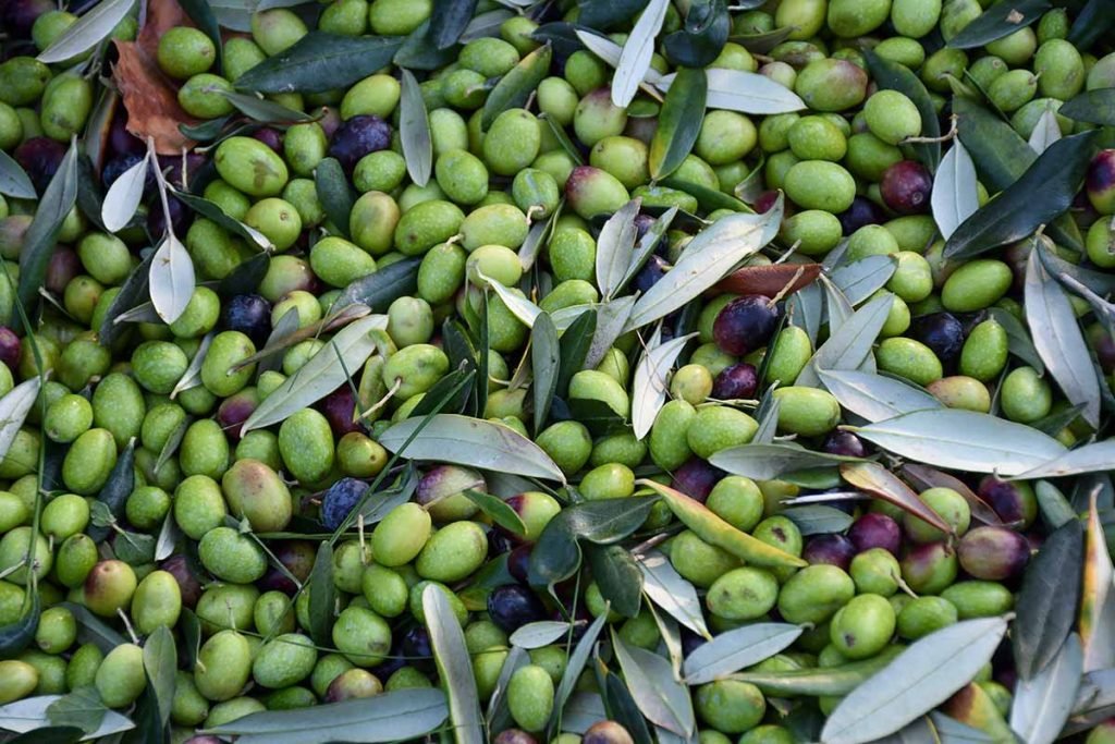 olive-harvesting-112022-03