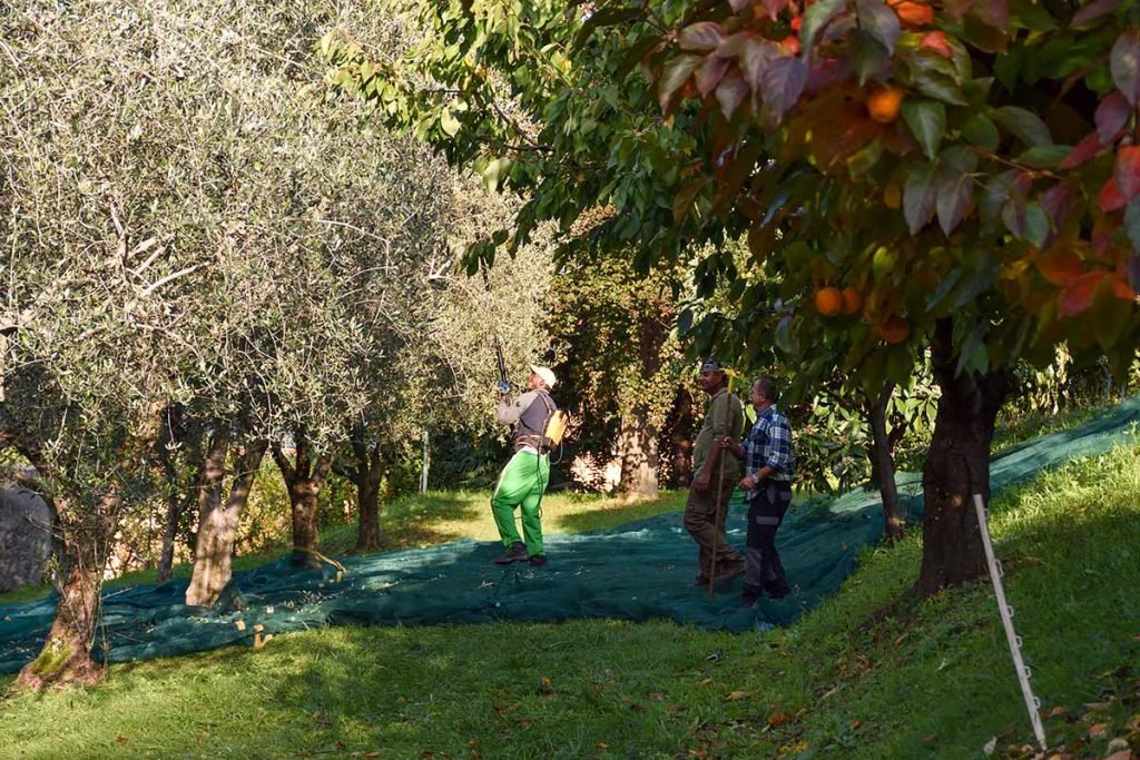 olive-harvesting-112022-05
